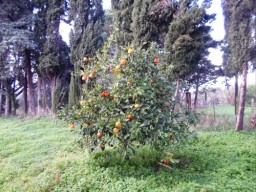 TN_SAM_4883_baby arancio.JPG